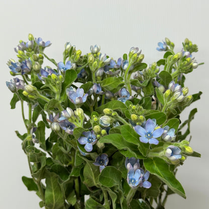 Oxypetalum - Blue