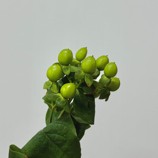 Berry Hypericum - Green