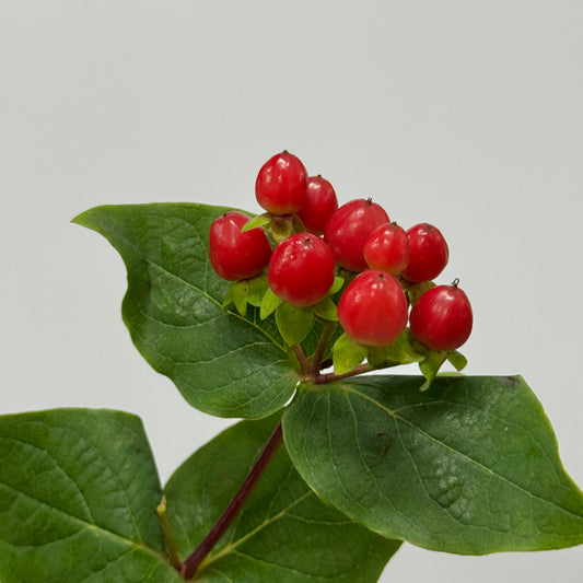 Berry Hypericum - Red