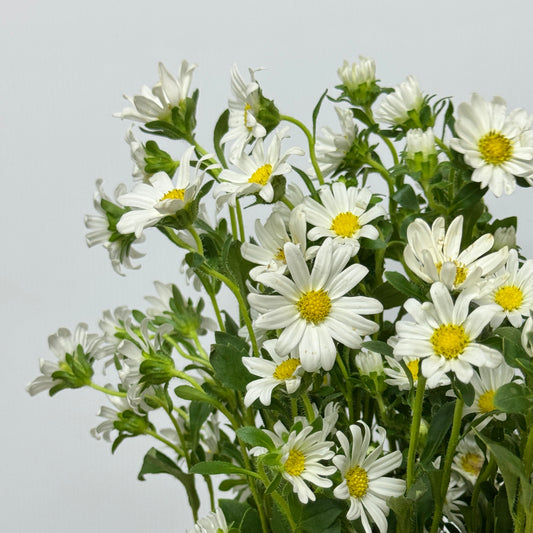 Hana - White