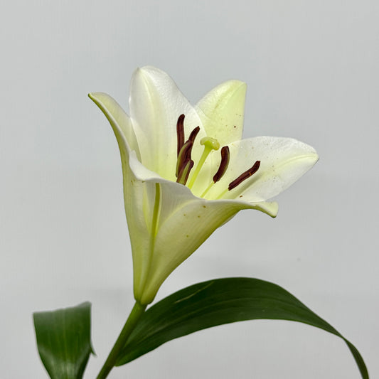 Madonna Lily (A)