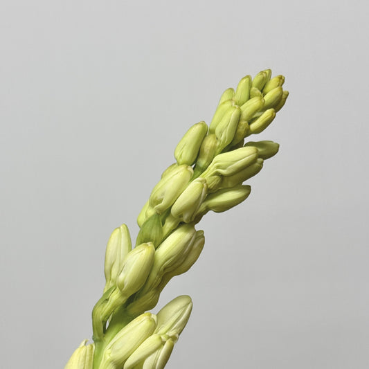 Tuberose