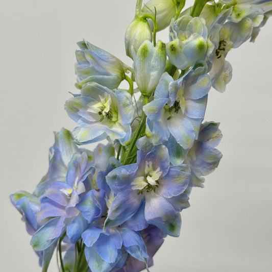 Delphinium (70cm-90cm) - Blue