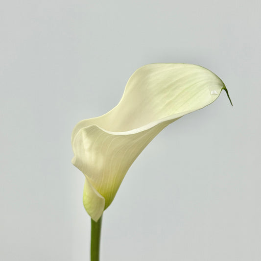 Calla Lily - White