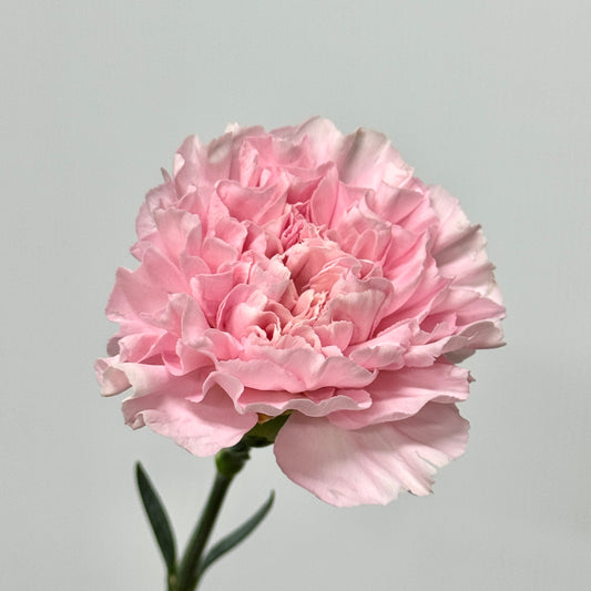 Carnation - Damina 粉佳人