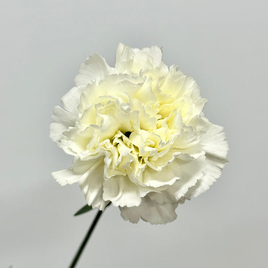 Carnation - White