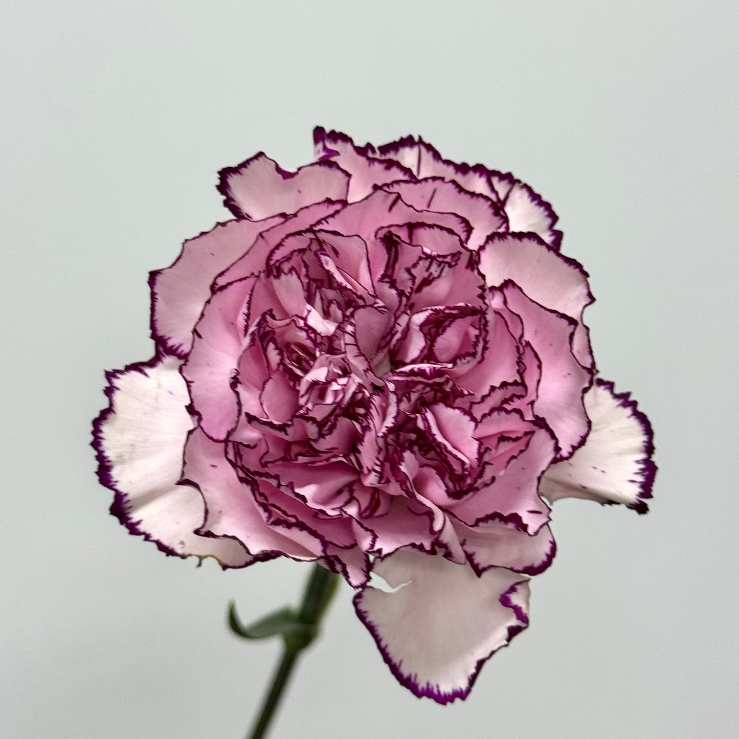 Carnation - Purple Fairy