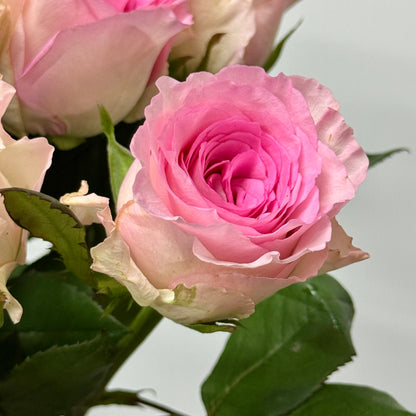 Rose - Roselle 洛神