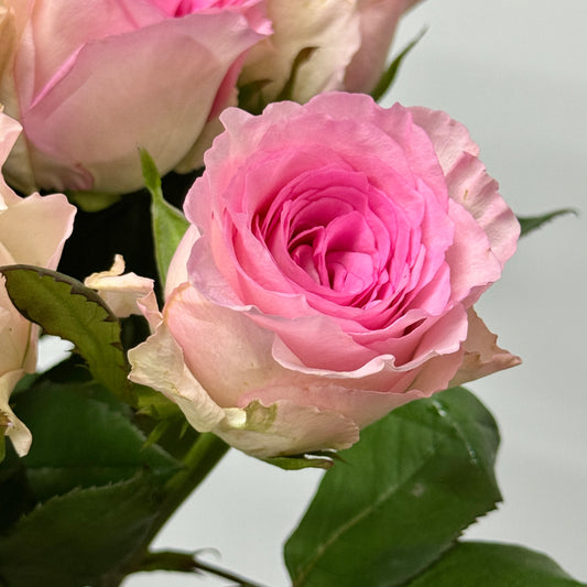 Rose - Roselle 洛神