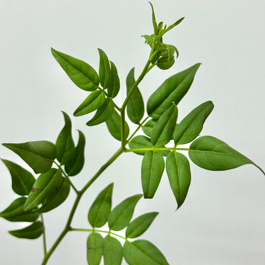 Nine Star Leaves