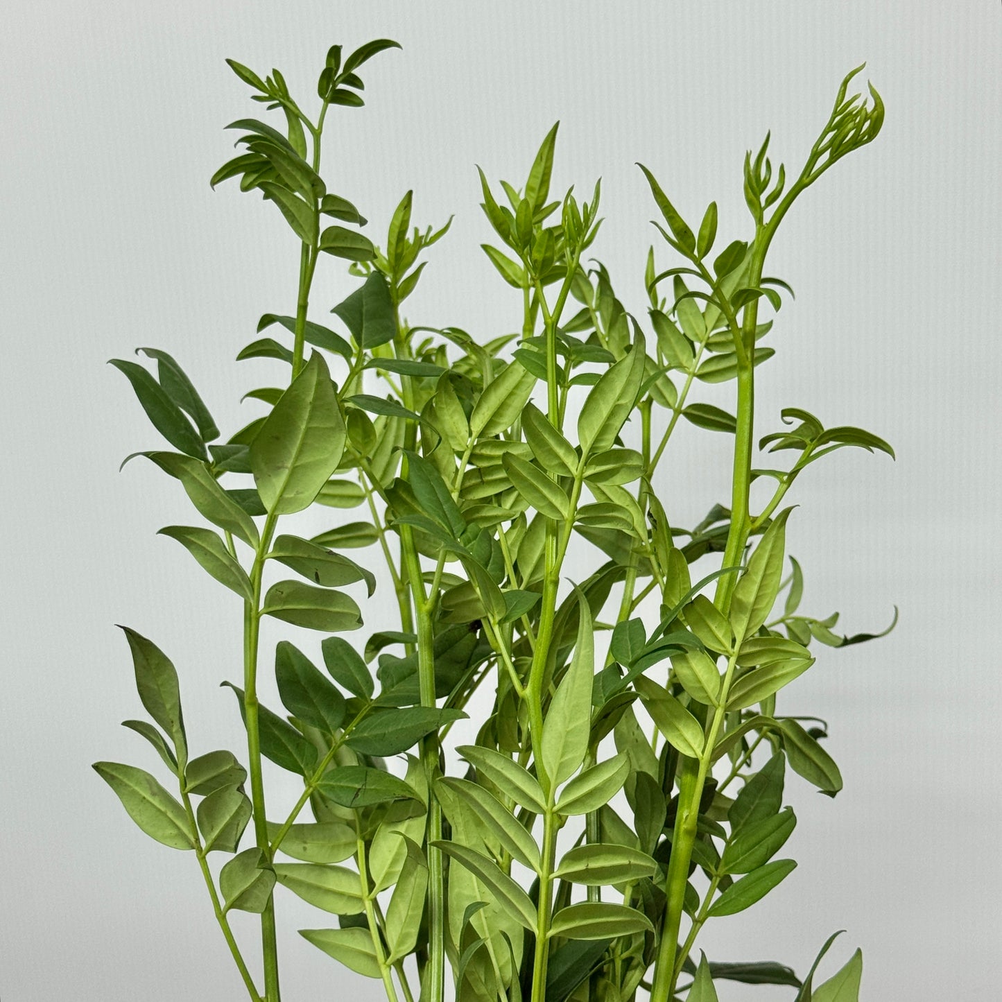 Nine Star Leaves