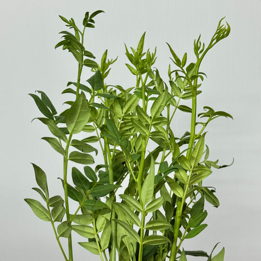Nine Star Leaves