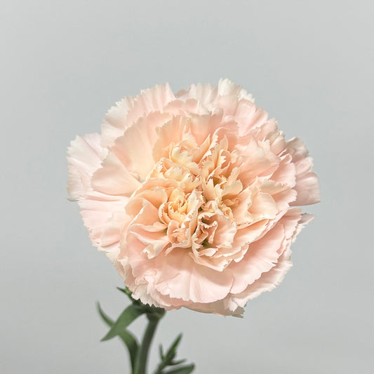 Carnation - Time Pink 流光粉