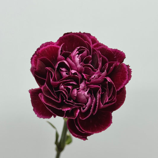 Carnation - Maroon 红绸