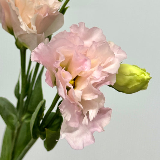 Eustoma (800g) - Wave Light Pink