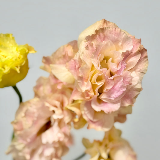 Eustoma (800g) - Champagne