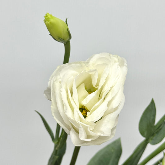 Eustoma (800g) - White