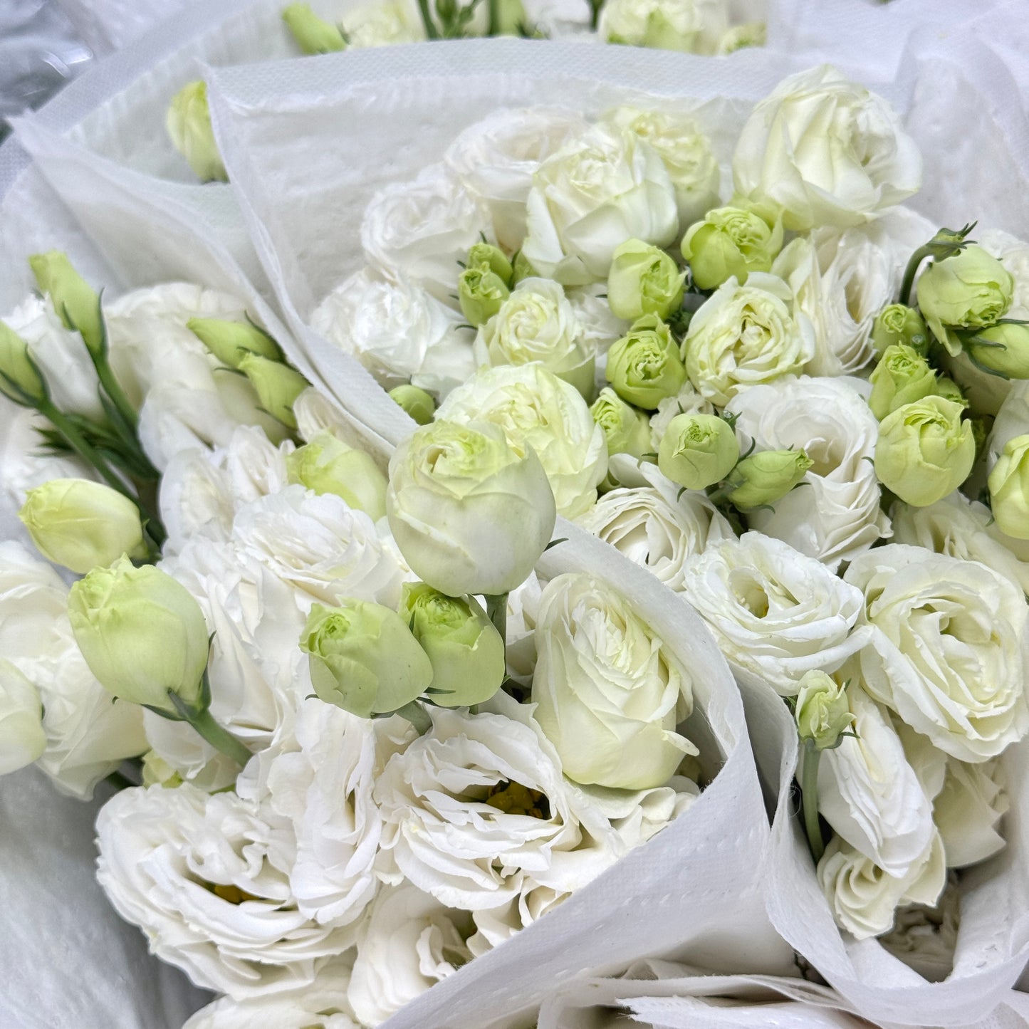 Eustoma (800g) - White