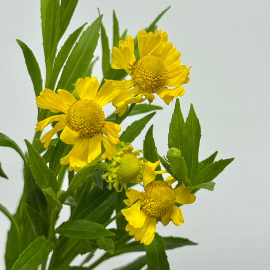 Chrysanthemum Painted - Yellow