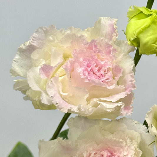 Eustoma (800g) - Ice Cream