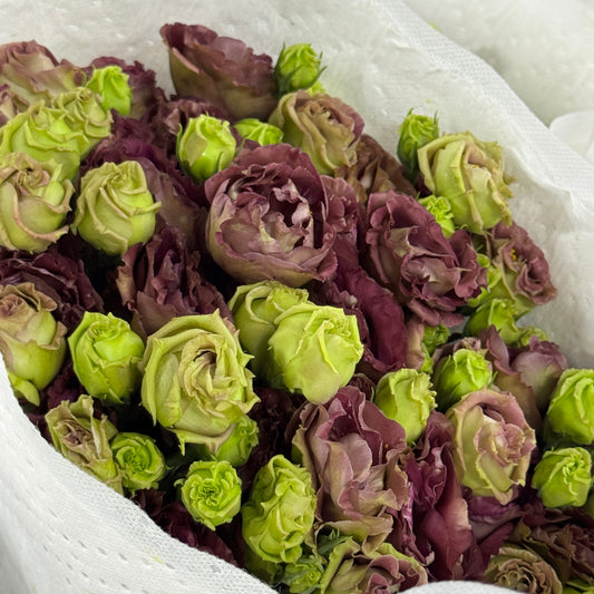 Eustoma (800g) - Tea Colour