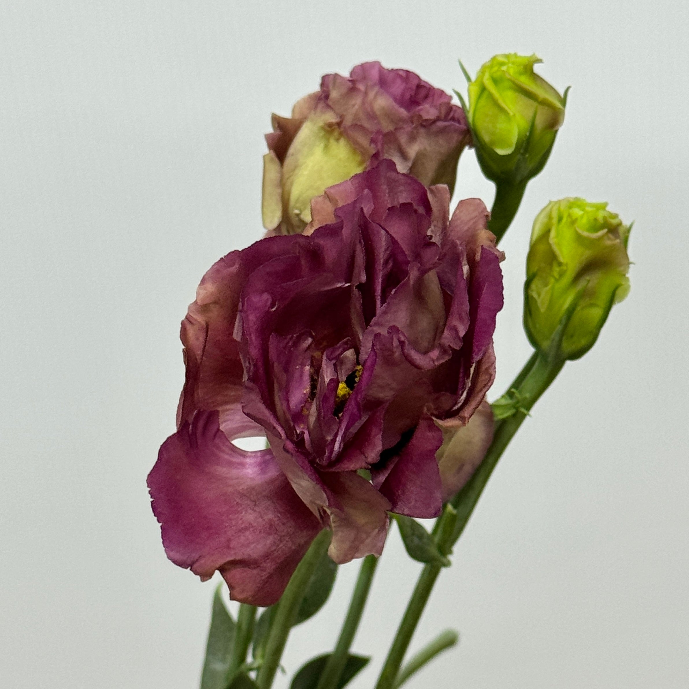 Eustoma In Ear Eustoma (800g) - Tea Colour – Berriful Garden