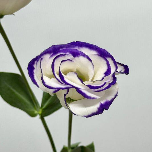 Eustoma (800g) - White With Purple Outline