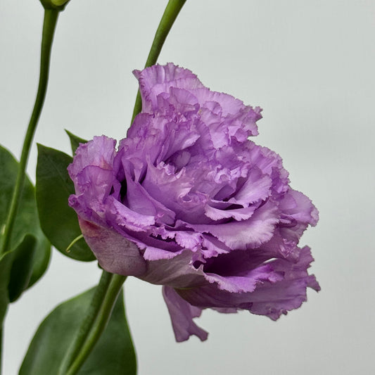 Eustoma (800g) - Violet Wave
