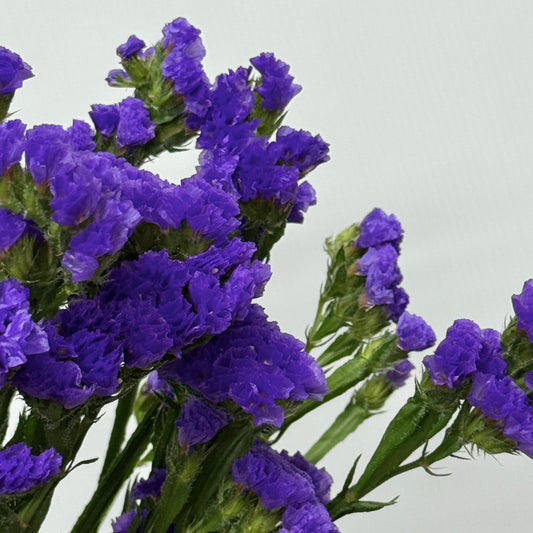 Statice - Purple