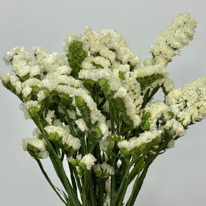 Statice - White