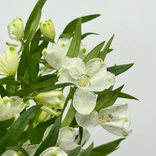 Delphinium Mini - White