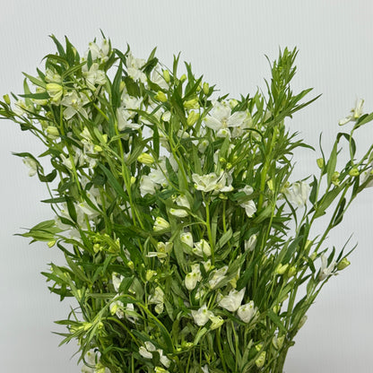 Delphinium Mini - White