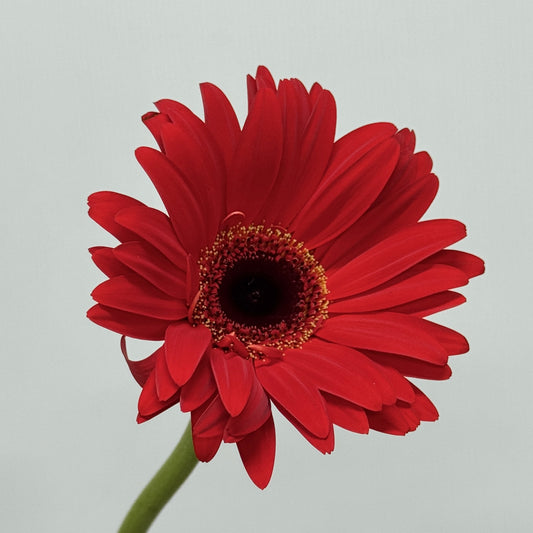 Gerbera - Red