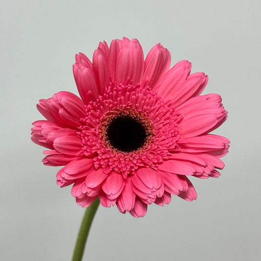 Gerbera - Dark Pink