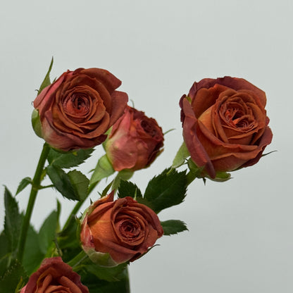 Rose Spray - Chocolate Bubble