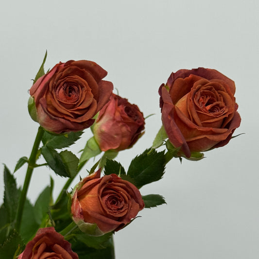 Rose Spray - Chocolate Bubble