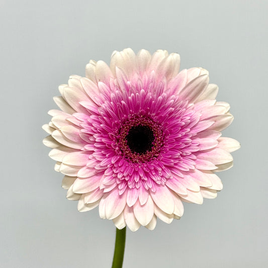 Gerbera - Two Tone White With Purple