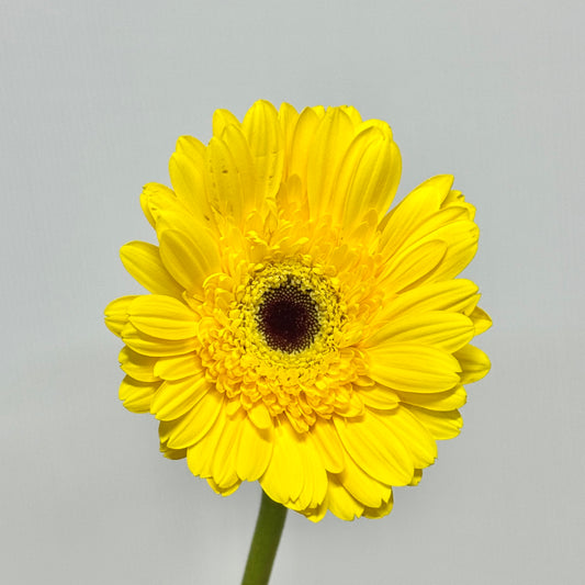 Gerbera - Yellow