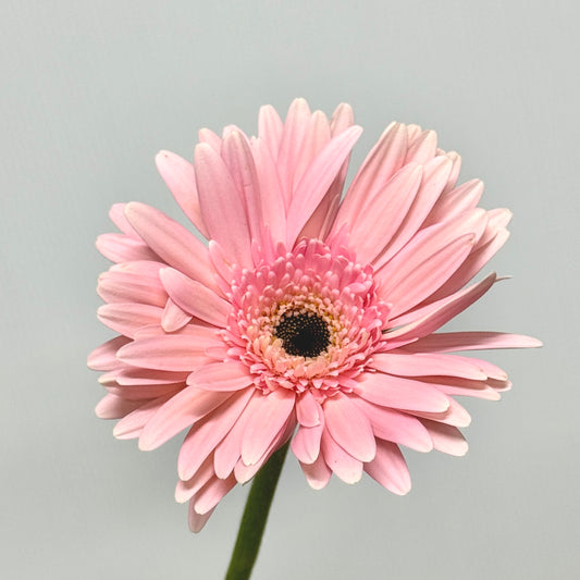 Gerbera - Light Pink