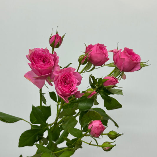 Rose Spray - Sophie