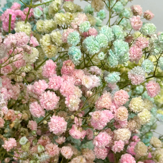 Baby's Breath Dyed - Rainbow