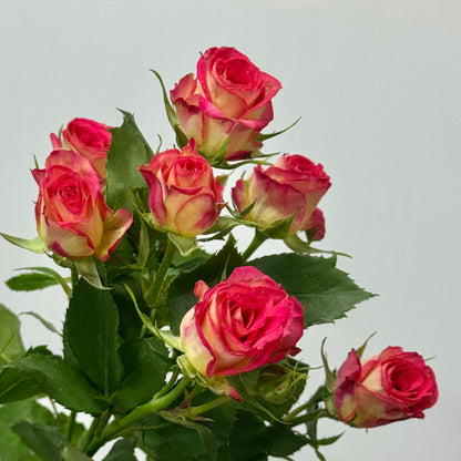 Rose Spray - Alice 爱丽丝