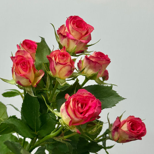 Rose Spray - Alice 爱丽丝