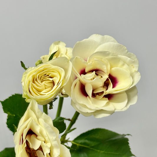 Rose Spray - Brideside