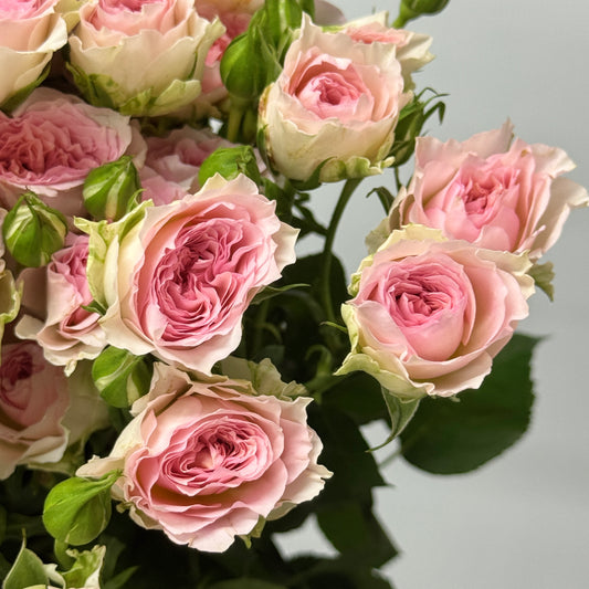 Rose Spray - Fancy Rora 情迷罗拉