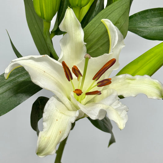 Lily 4+ & 5+ - Siberia White