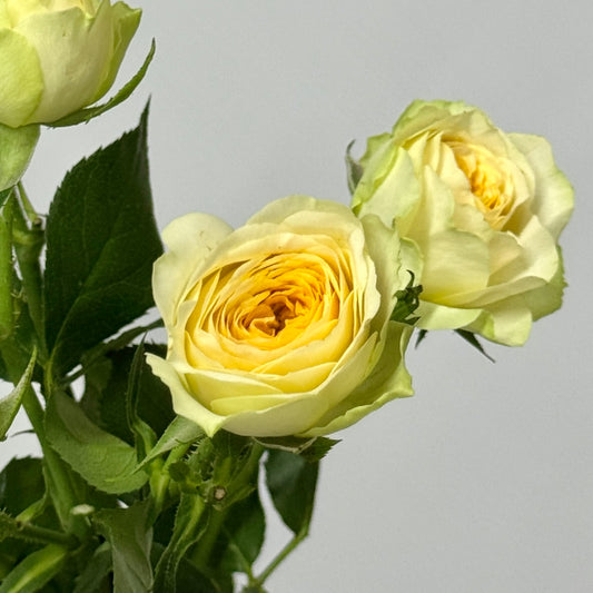 Rose Spray - Avocado 牛油果