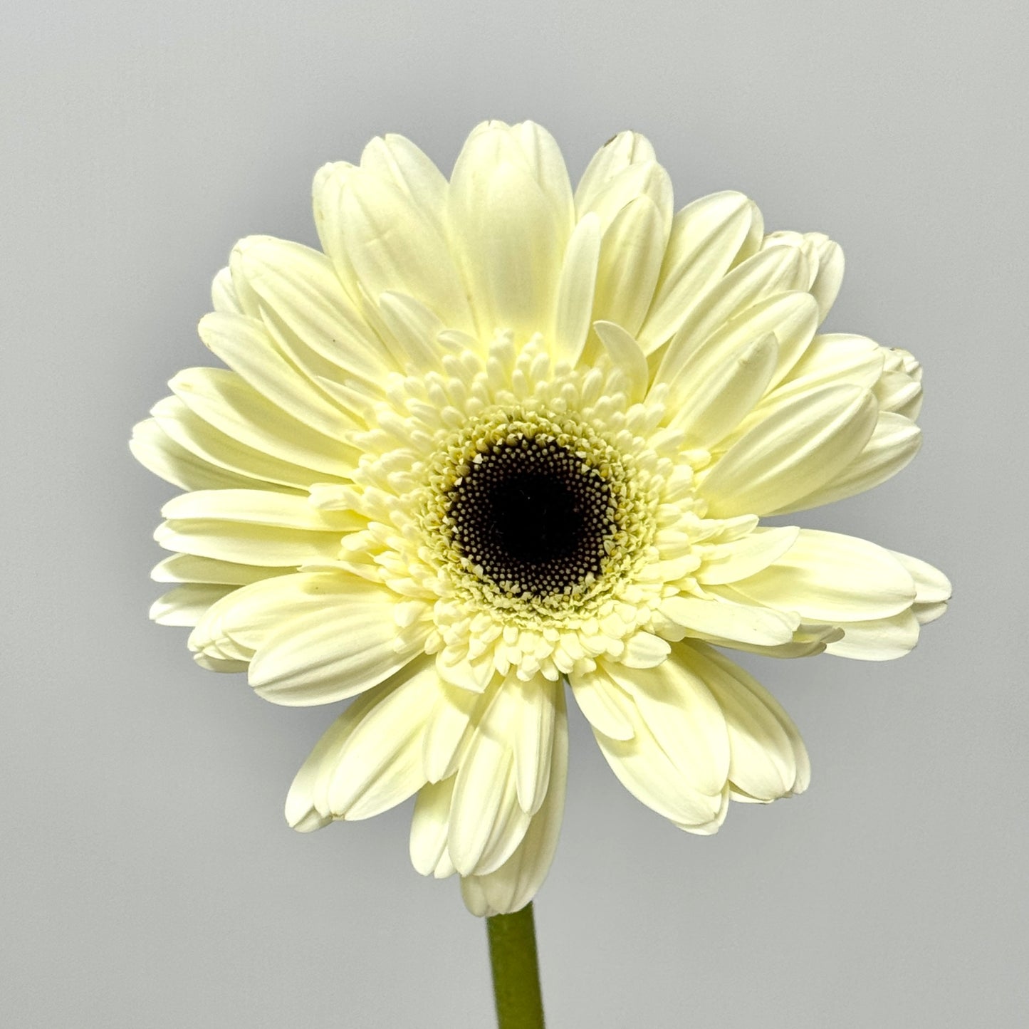 Gerbera - White