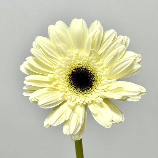 Gerbera - White