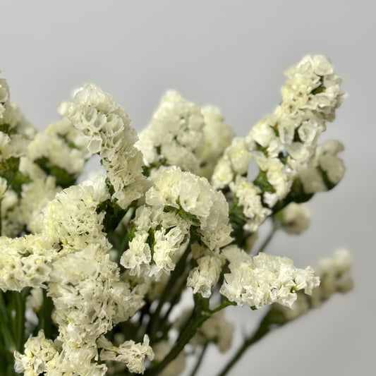 Statice - White